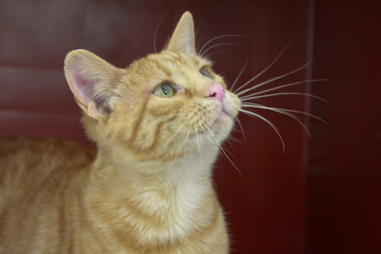 multimedia-foto95773-770-1