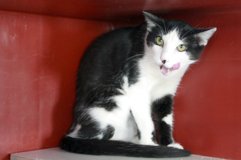 multimedia-foto95775-56-1