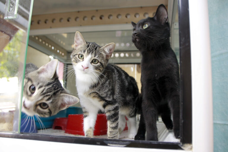 multimedia-foto95785-674-1