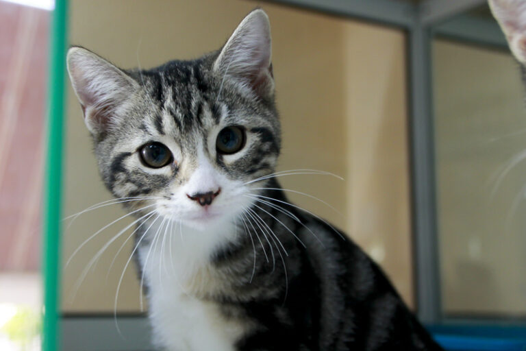 multimedia-foto95787-674-1