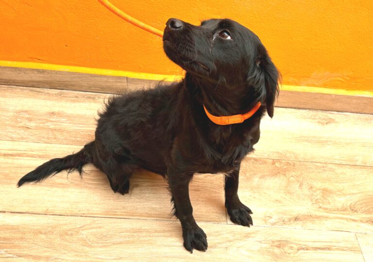 multimedia-foto95791-810-1