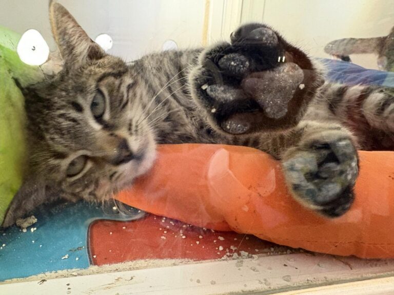 multimedia-foto95814-171-1