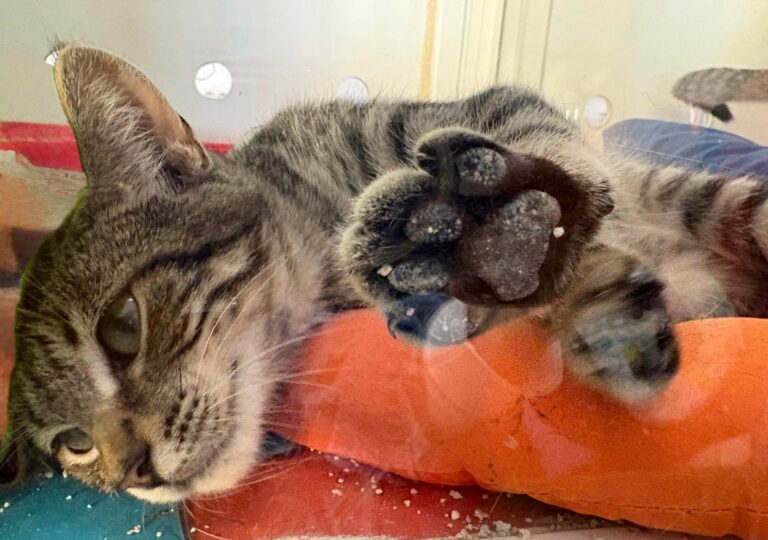 multimedia-foto95815-171-1