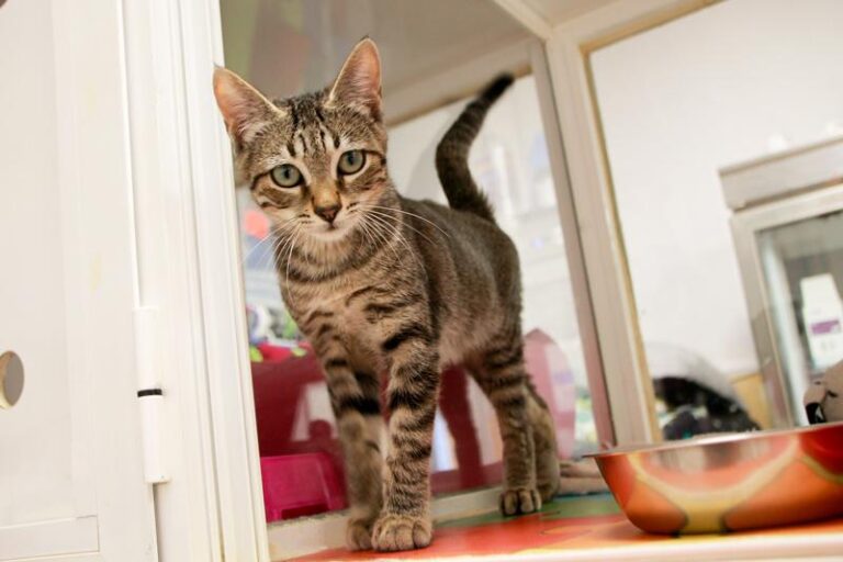 multimedia-foto95816-171-1