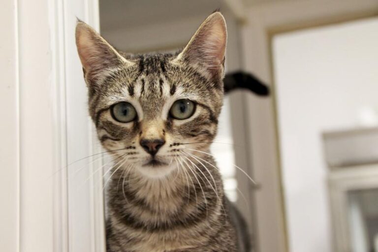 multimedia-foto95817-171-1