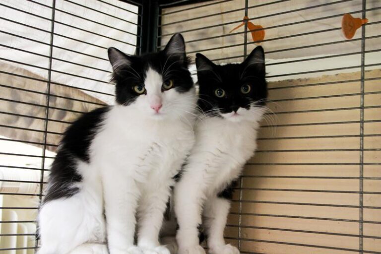 multimedia-foto95819-740-1