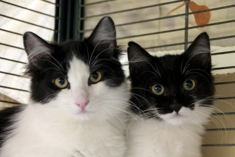 multimedia-foto95820-748-1