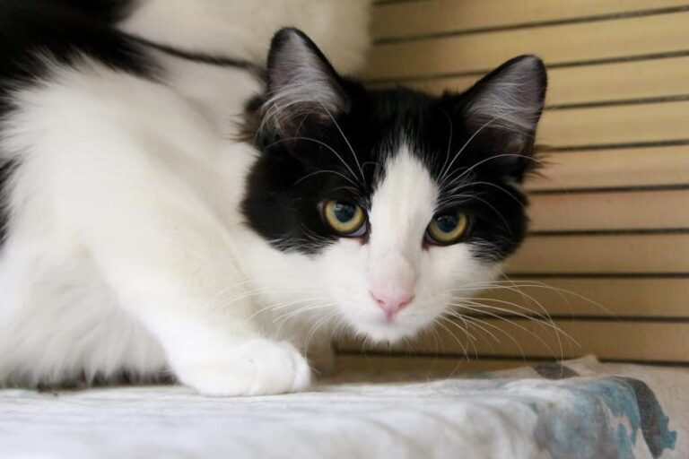 multimedia-foto95822-868-1