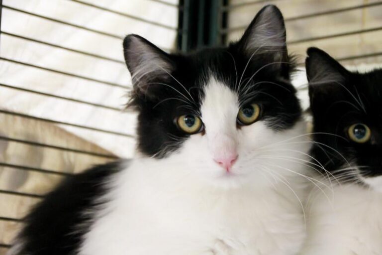 multimedia-foto95823-868-1