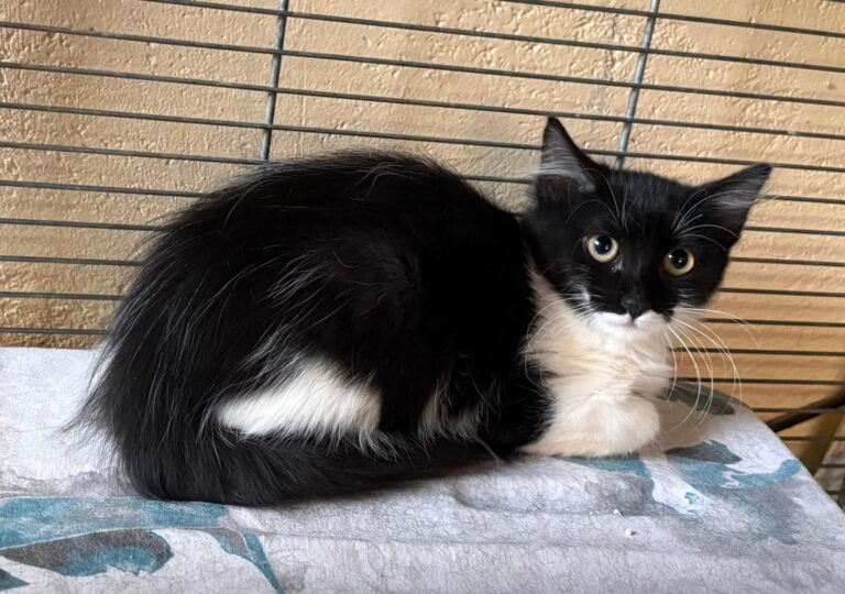 multimedia-foto95827-957-1