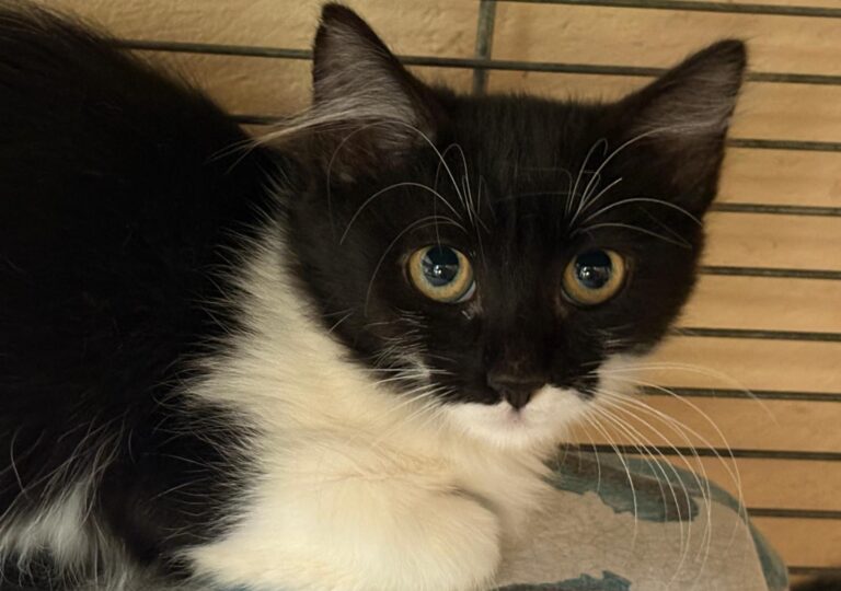 multimedia-foto95828-957-1