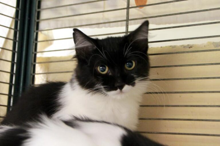 multimedia-foto95830-958-1