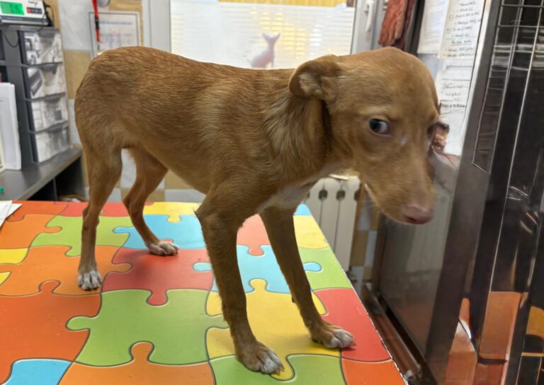 multimedia-foto95838-984-1