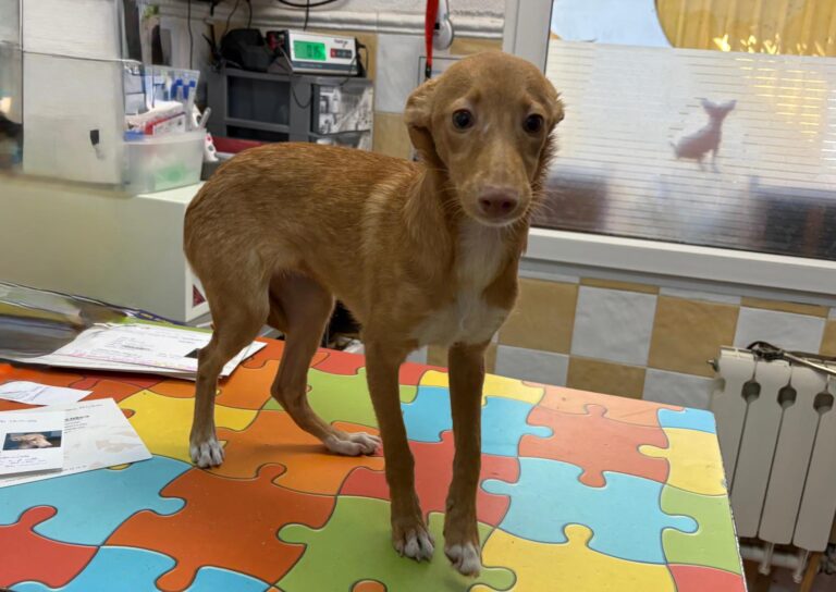 multimedia-foto95839-984-1