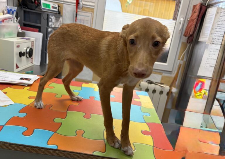 multimedia-foto95840-984-1