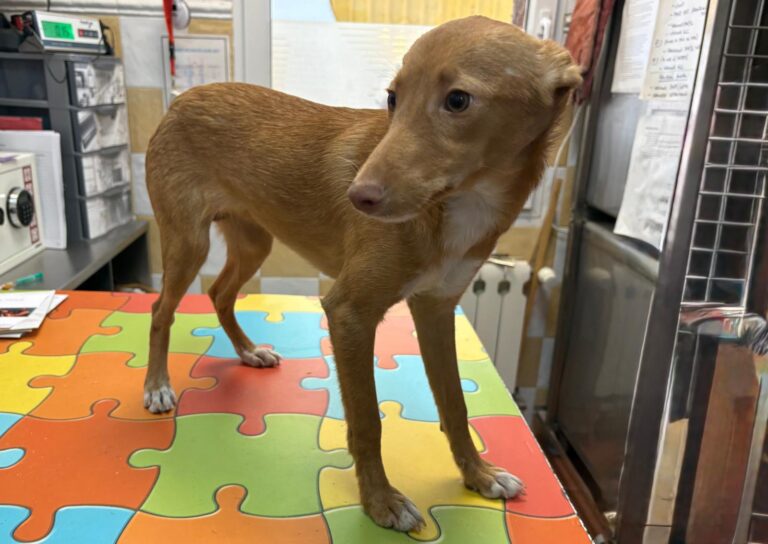 multimedia-foto95841-984-1