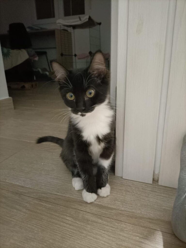 multimedia-foto95867-654-1