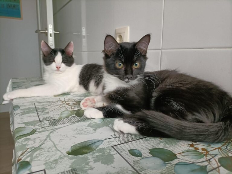 multimedia-foto95869-655-1