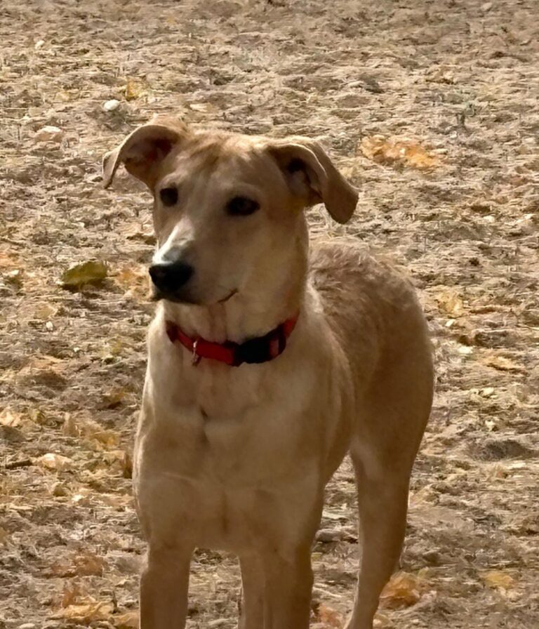 multimedia-foto95879-536-1