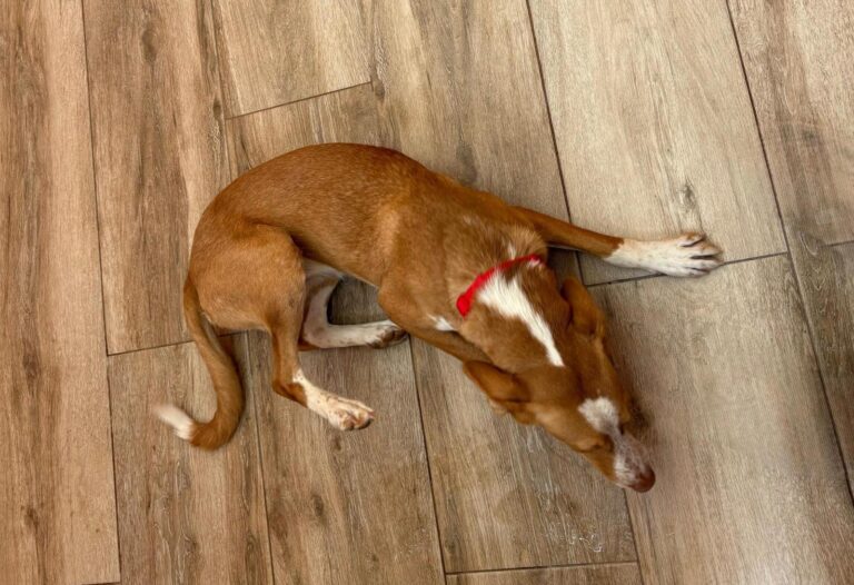 multimedia-foto95905-585-1