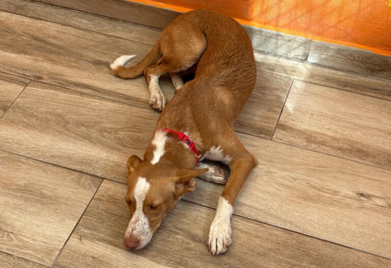 multimedia-foto95907-585-1