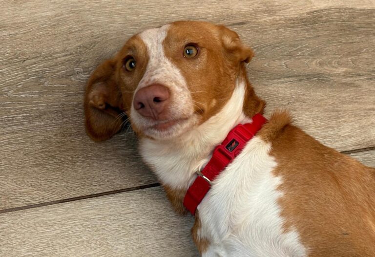 multimedia-foto95909-586-1