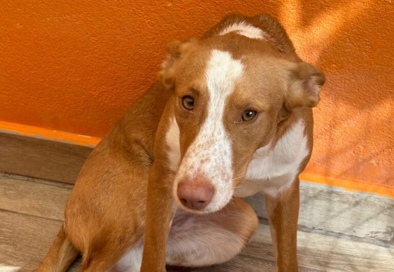 multimedia-foto95910-586-1