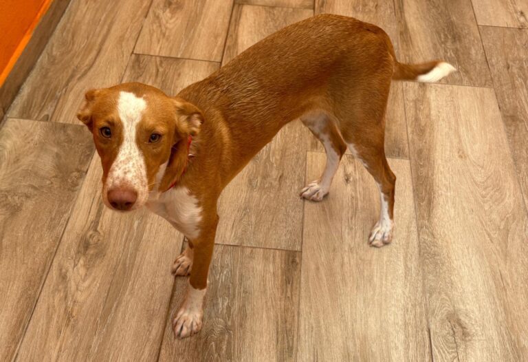 multimedia-foto95911-586-1