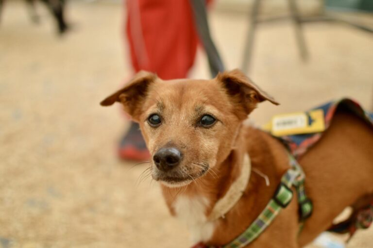 multimedia-foto95917-334-1