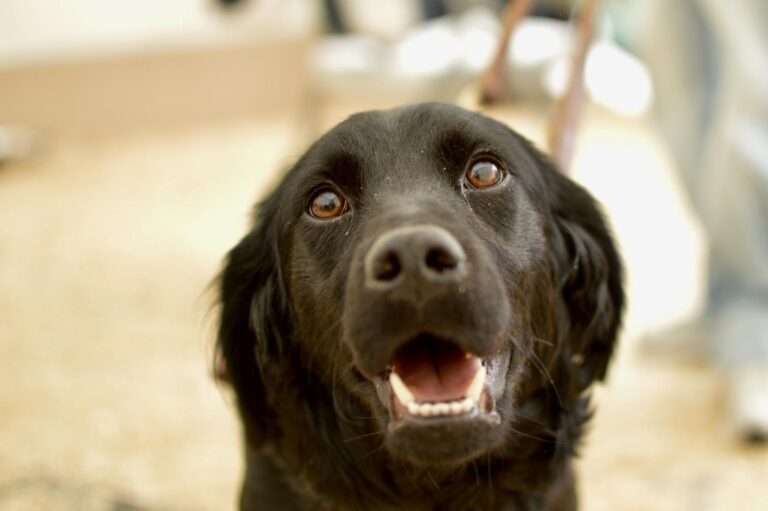 multimedia-foto95930-181-1