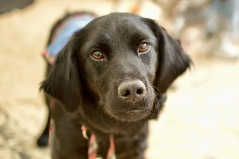 multimedia-foto95932-181-1