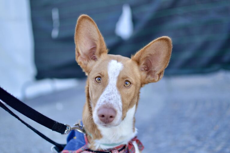 multimedia-foto95933-213-1