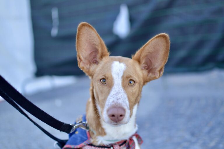 multimedia-foto95934-213-1